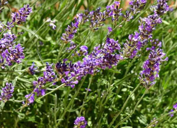 Fragranza Naturdüfte - Aromahterapie Lavendel