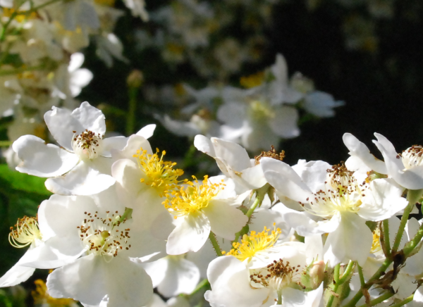 Fragranza Naturdüfte - Aromahterapie Duftpflanze Kletterrose